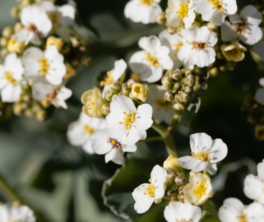 Crambe Abyssinica: el secreto mejor guardado para una piel suave y saludable
